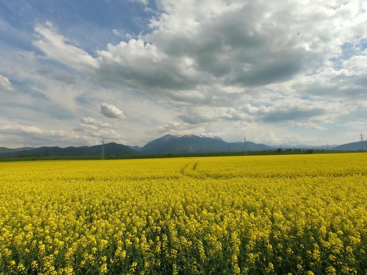 Panoramic Residence Зернешті Екстер'єр фото